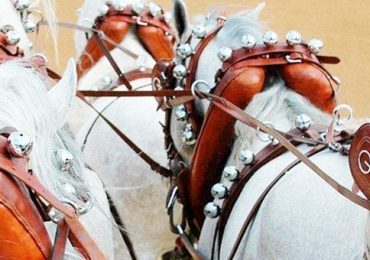 Seguro para carruajes