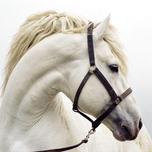 seguros para caballo