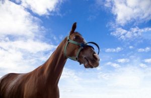 Retirada de cadaveres equinos, seguros para caballos