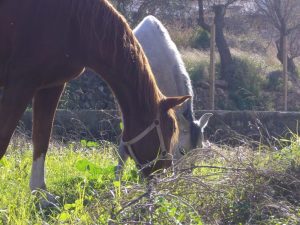 Calor y caballos