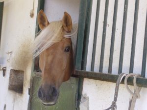 cólicos en caballos