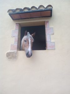 retirada de cadáveres equinos