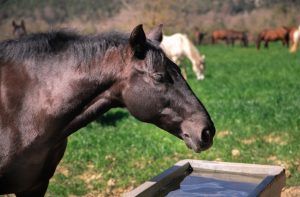 información sobre caballos