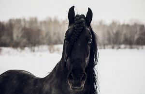tipos de caballos