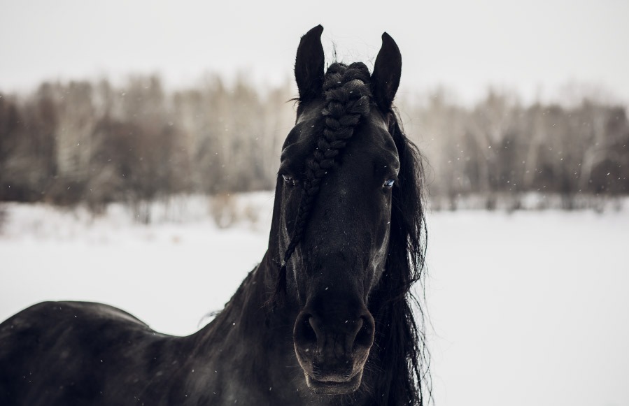 Conoce estos 10 Increíbles caballos que no creerás que existen -