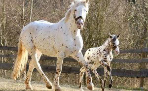 caballos dalmata