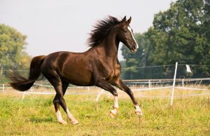 Caballo SADDLEBRED AMERICANO