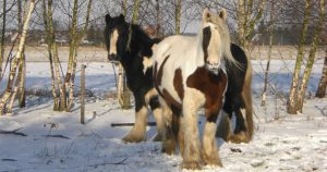 caballo gitano