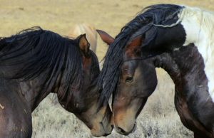 caballos mustang