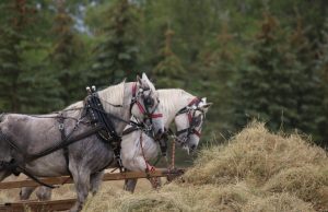caballo percheron