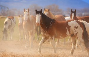 caballos pinto