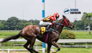 caballos pura sangre