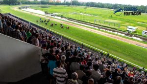 caballos pura sangre