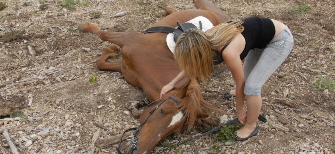 ¿ Sabés qué es la fiebre del Virus del Nilo? y ¿Cómo puede afectar a tu caballo?