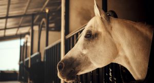 como eliminar las moscas de mi caballo