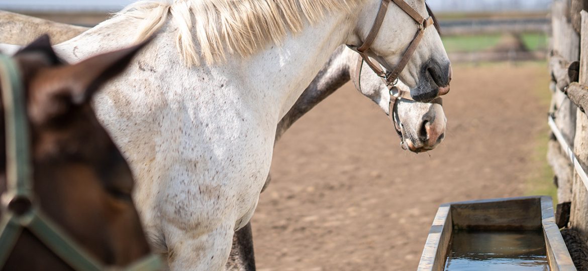 Cuidados del caballo durante el Verano