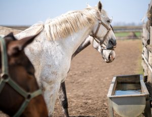 Cuidados del caballo durante el Verano