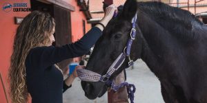 Piroplasmosis equina