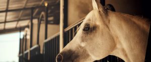 seguros para caballos