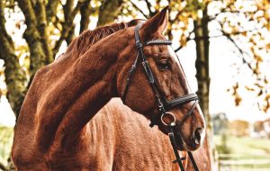 cuantos años vive un caballo