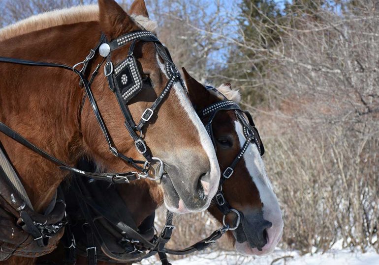 Cómo cuidar a tu caballo en invierno