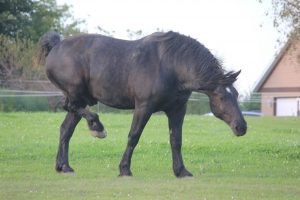 el caballo percherón