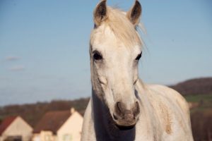 seguro para caballos