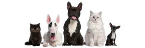 seguro para mascotas