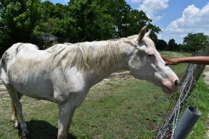 caballo albino