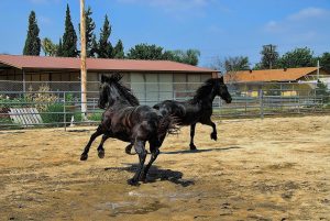 caballos frisones