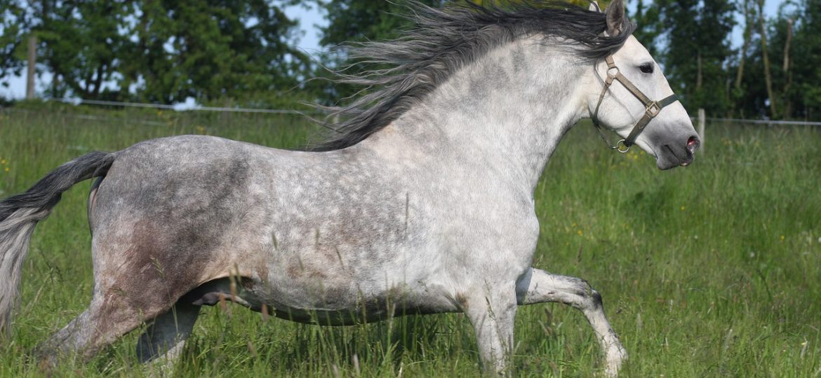 El Caballo Cartujano: un caballo de la élite