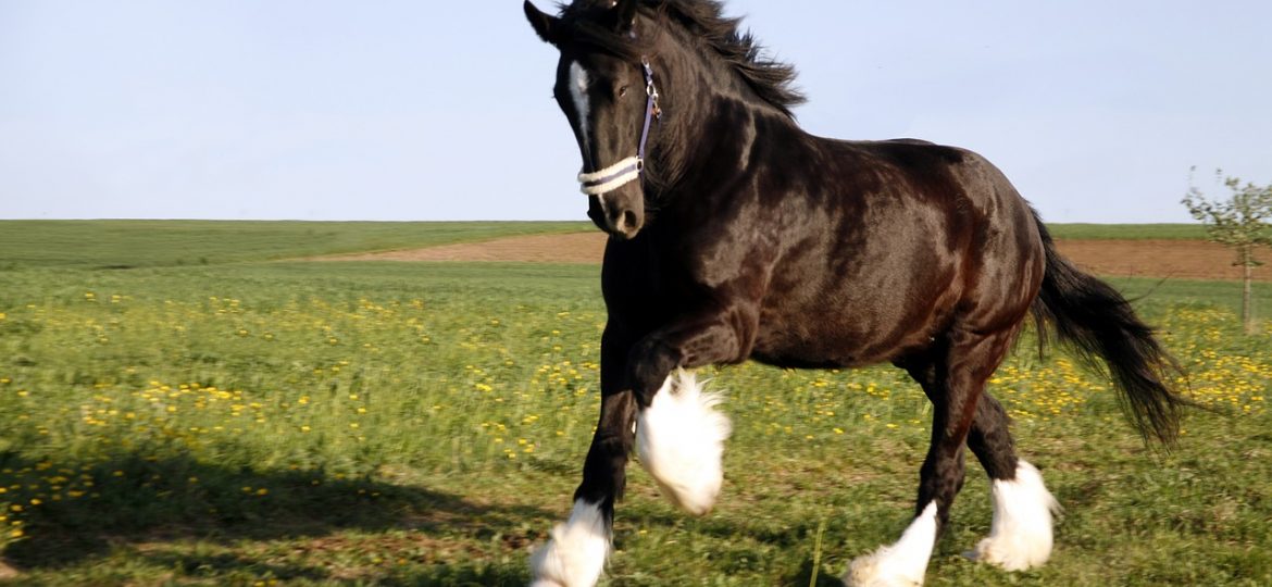 El Caballo Shire: el caballo más grande del mundo