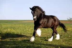 caballo shire