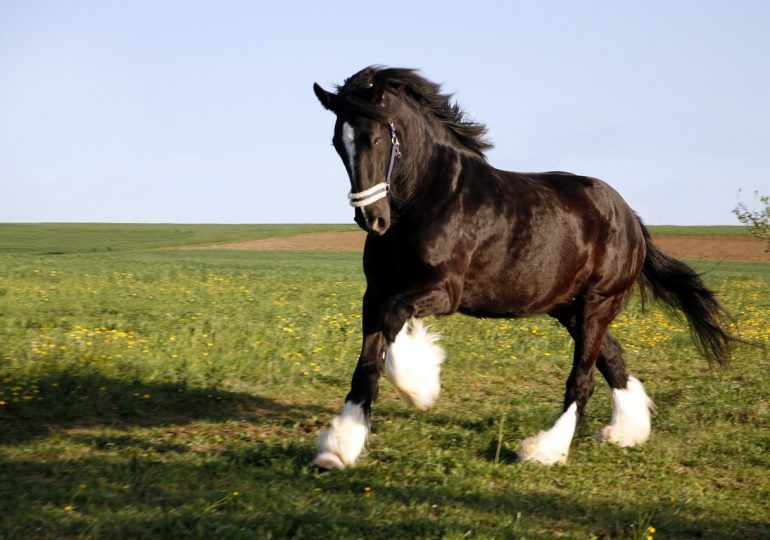 El Caballo Shire: el caballo más grande del mundo