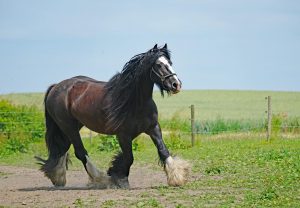el caballo mas grande del mundo