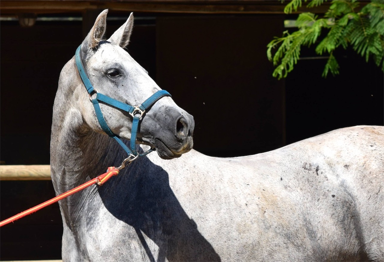 Todo Riesgo para Caballos