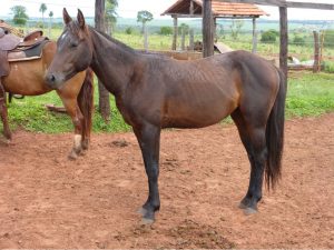 Caballo Cuarto de Milla o Quarter Horse: Información Completa