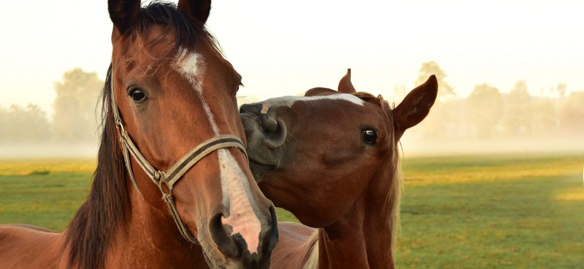 Cómo se Aparean los Caballos