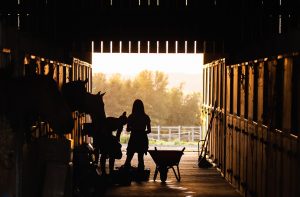 condoprotectores para caballos