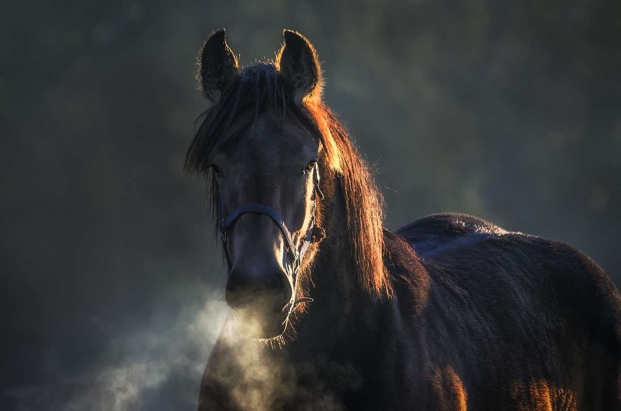 Seguro Básico para Caballos
