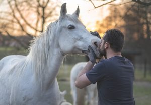 preparar caballo para competicion