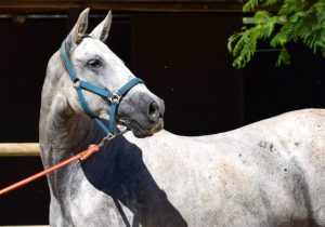 seguros para caballos