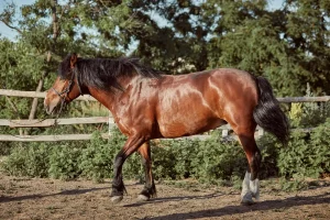 caballo bardigiano