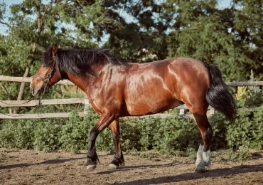 Caballo Bardigiano: historia, características y uso de una raza italiana excepcional