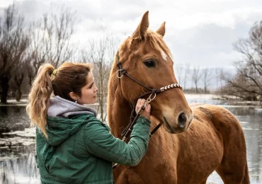 Caballos y resfriados en invierno: causas, síntomas, prevención y cuidados esenciales
