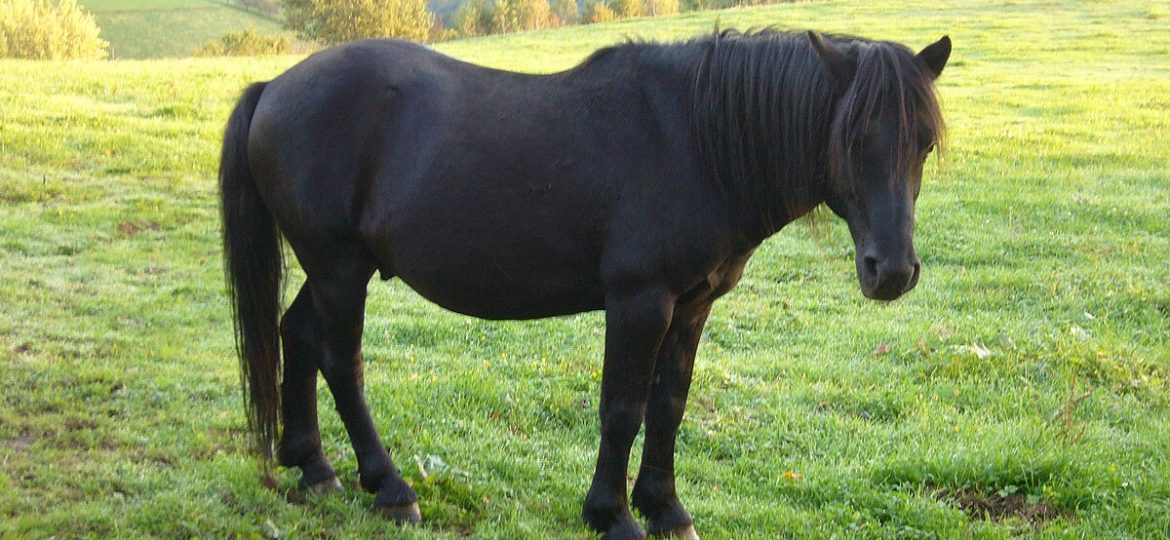 Pony Potokka: origen, características y cuidados de una raza resistente