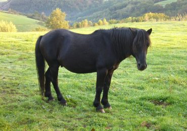 Pony Potokka: origen, características y cuidados de una raza resistente