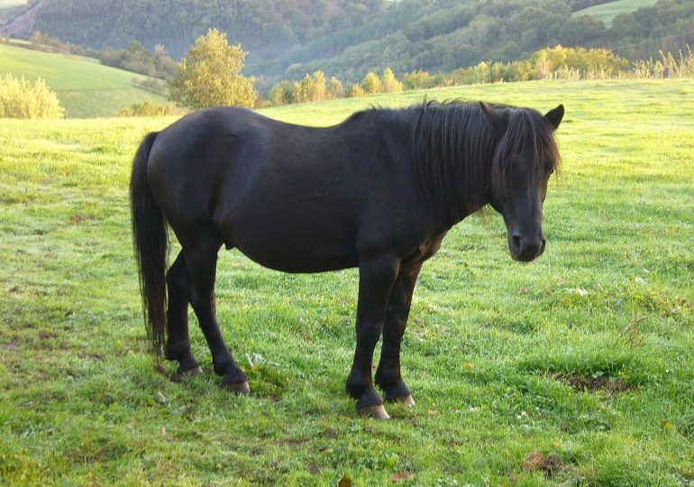 Pony Potokka: origen, características y cuidados de una raza resistente