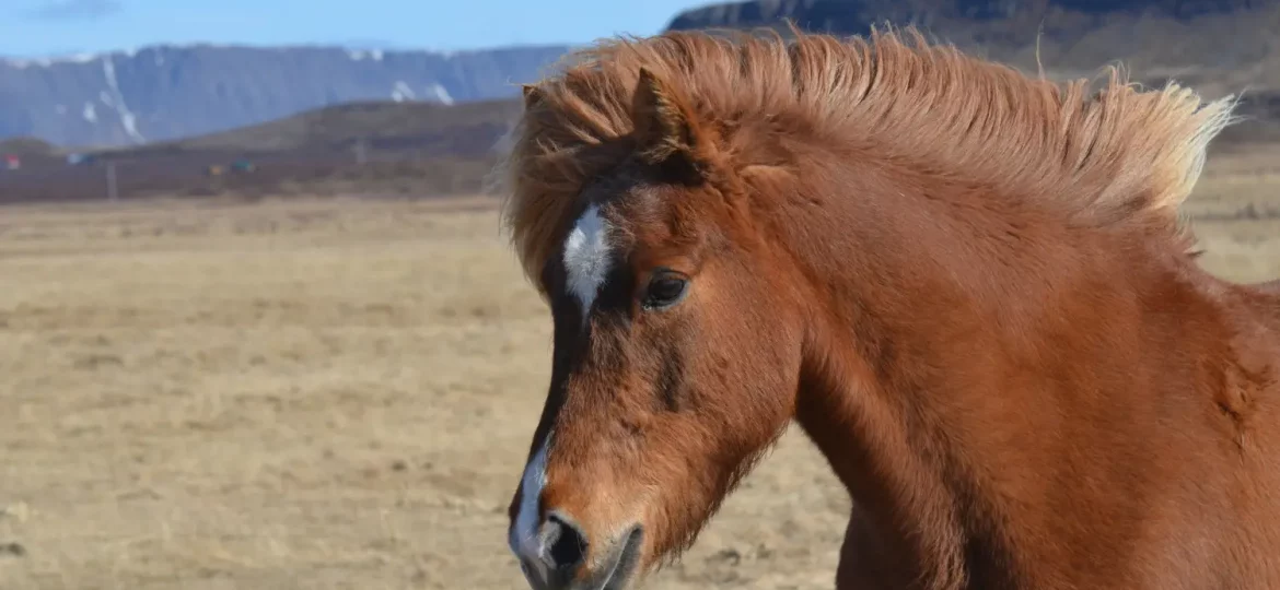 Caballo de Przewalski: el último caballo salvaje y su lucha por sobrevivir