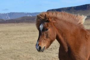 caballo de Przewalski